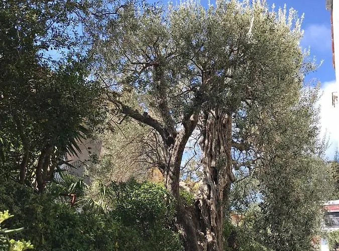 L'olivadou St Jean Cap Ferrat *